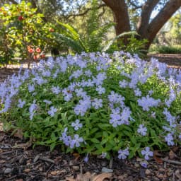 Woodland Phlox