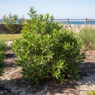 Bayberry