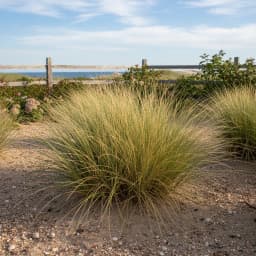 Beach Grass