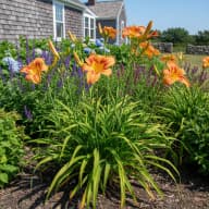 Daylily