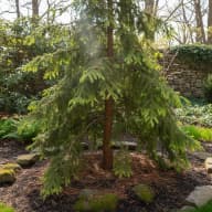 Eastern Hemlock