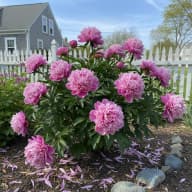 Peony