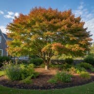 Red Maple