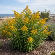Seaside Goldenrod