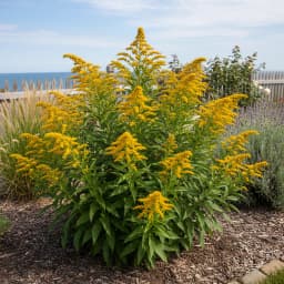 Seaside Goldenrod