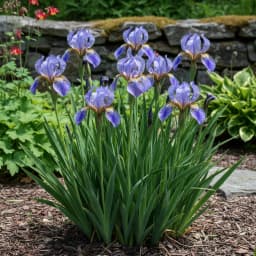 Siberian Iris