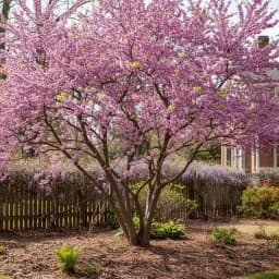 Eastern Redbud