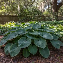 Hostas