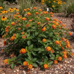 Lantana
