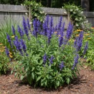 Salvia