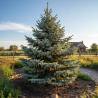 Black Hills Spruce