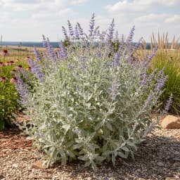 Russian Sage