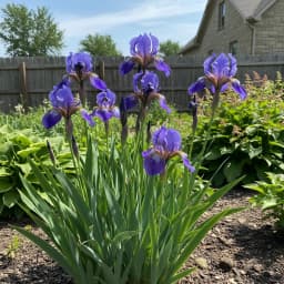 Siberian Iris