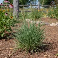 Western Wheatgrass