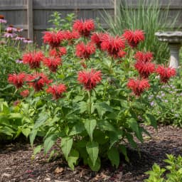 Bee Balm