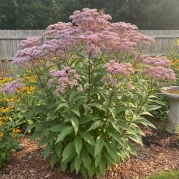 Joe-Pye Weed