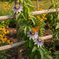 Passionflower