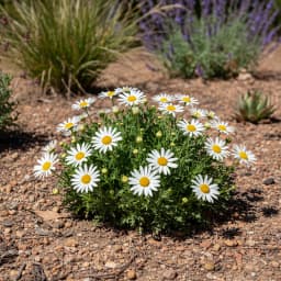 Blackfoot Daisy