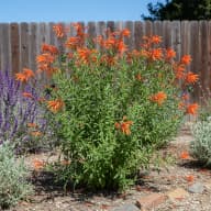 Flame Acanthus