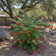 Turk's Cap