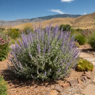 Russian Sage