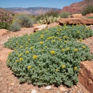 Sedum
