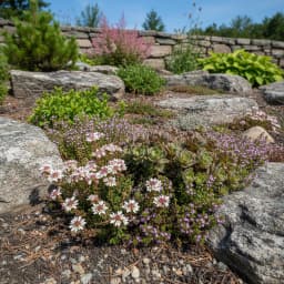 Alpine Plants