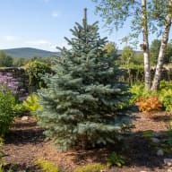 Balsam Fir