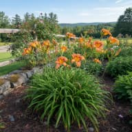 Daylily