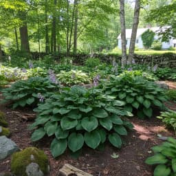 Hostas