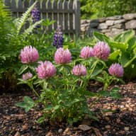 Red Clover