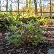 Wild Blueberries