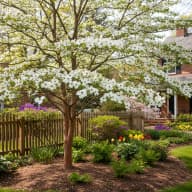 American Dogwood