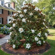 Southern Magnolia