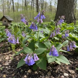 Virginia Bluebells