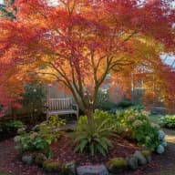 Japanese Maple
