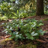 Salal