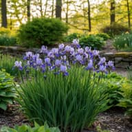 Siberian Iris