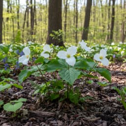 Trillium