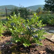Wild Blueberries
