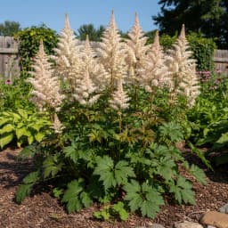 Astilbe