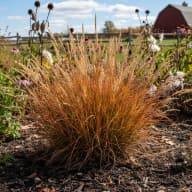 Little Bluestem