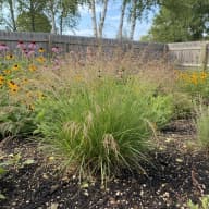 Prairie Dropseed