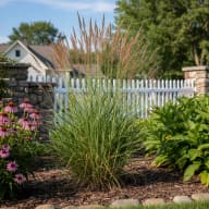 Switchgrass