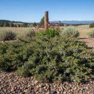 Juniper