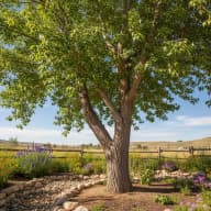 Plains Cottonwood