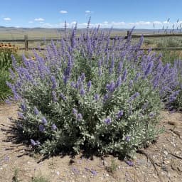 Russian Sage