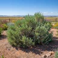 Sagebrush